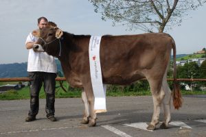 Champion Rind BS Amir AMBER von Sepp Hodel Spechten Schwarzenberg